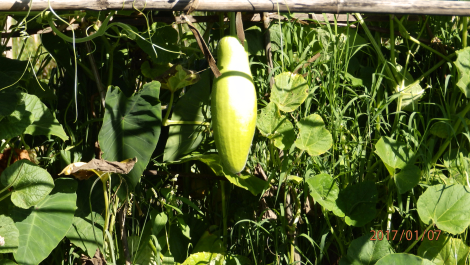 photo 1493203