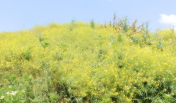 P6118275