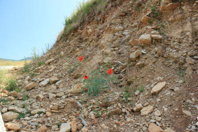photo 166719