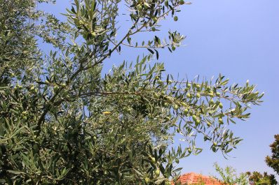 photo 253681
