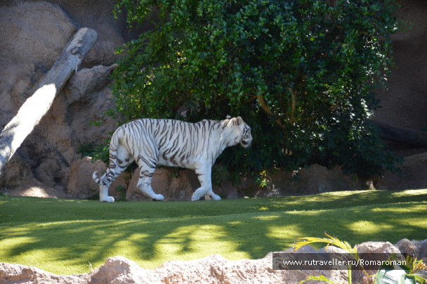 photo 557485