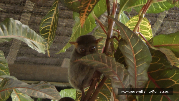 photo 22594