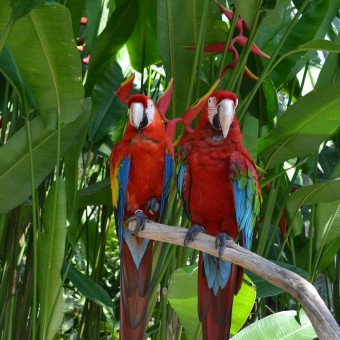 Бали Парк птиц