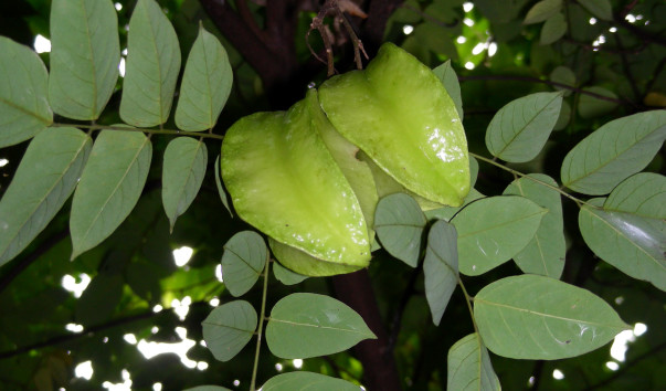 DSCN9006