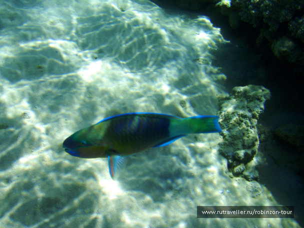 photo 1234963