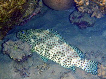 photo 1234987