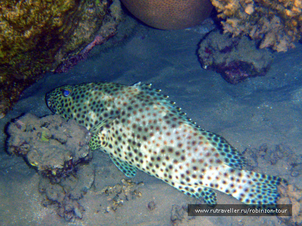 photo 1234987