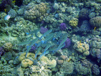 photo 1235009
