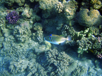 photo 1235010