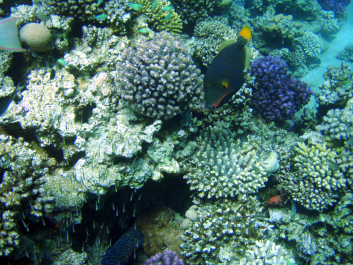 photo 1235726
