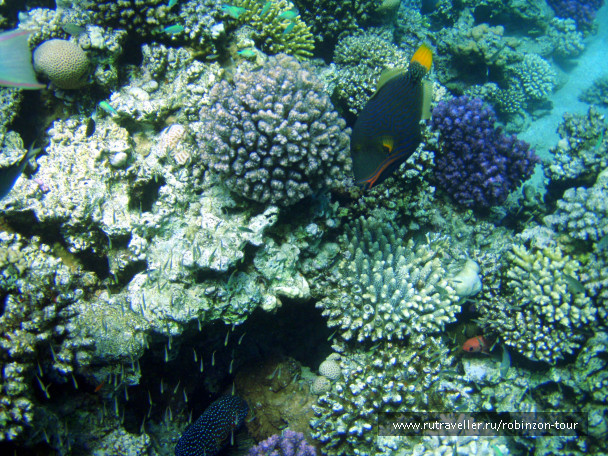 photo 1235726