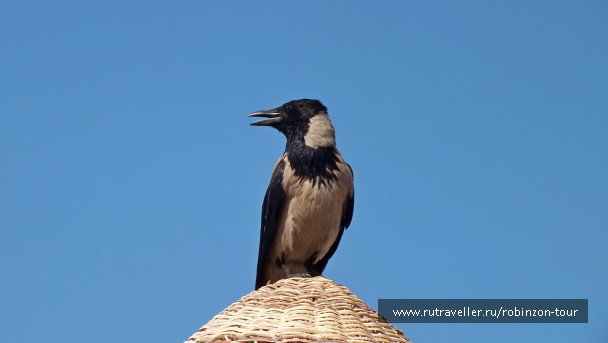 photo 1247546