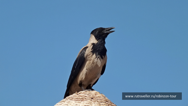 photo 1247549