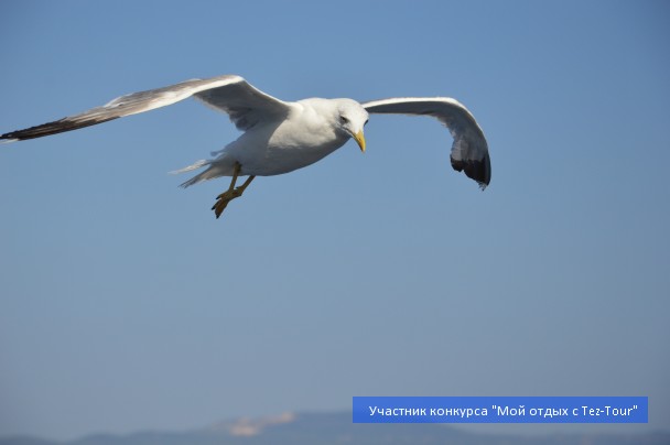 photo 829618