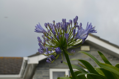 photo 233795