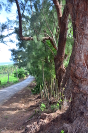 photo 605925