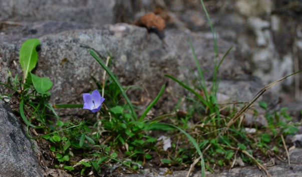 CSC_2261