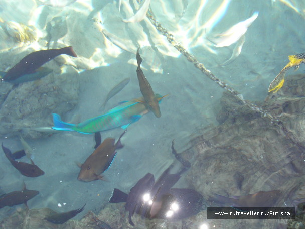 photo 246376