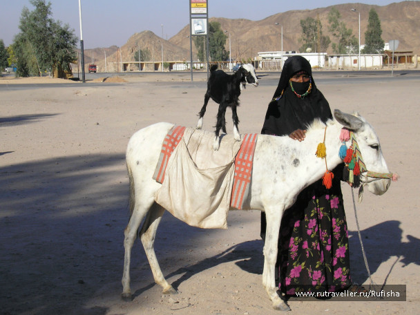 photo 246621