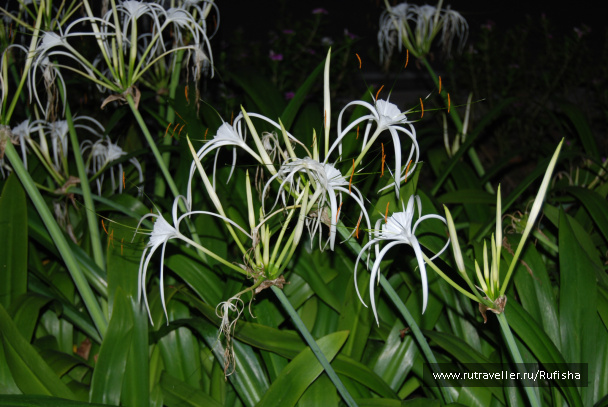 photo 242690