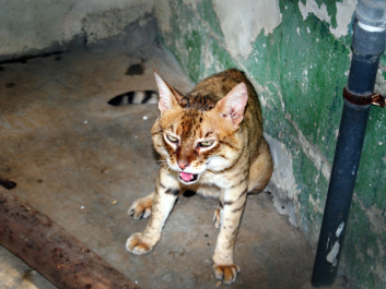 photo 437062