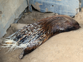 photo 437063
