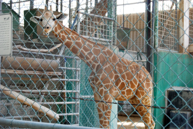 photo 437065