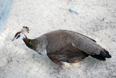 photo 437067