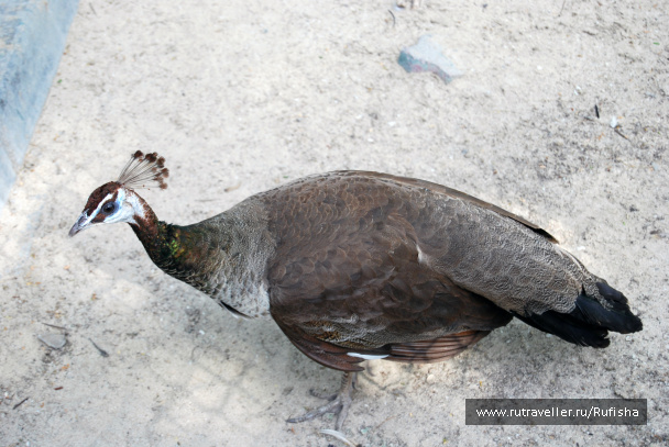 photo 437067