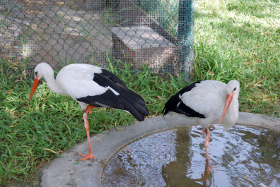 photo 437069