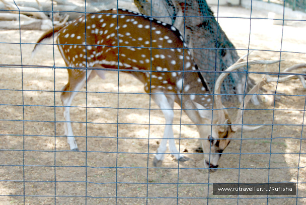 photo 437073