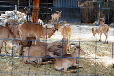 photo 437075