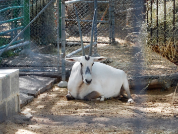 photo 437077