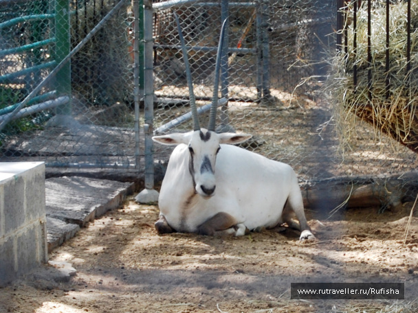 photo 437077