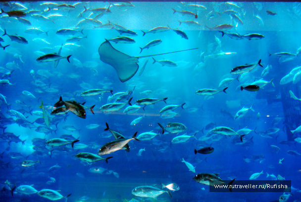 photo 437082