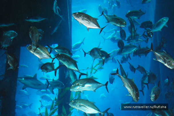 photo 437087