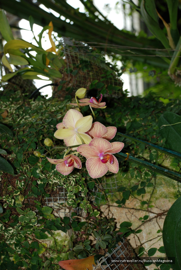 photo 323363