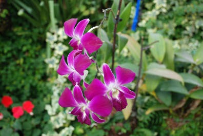 photo 323372