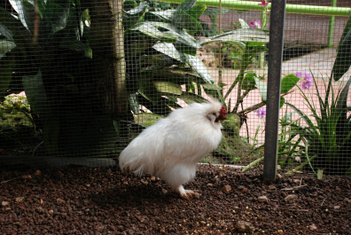 photo 323377