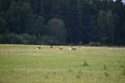 photo 1524509