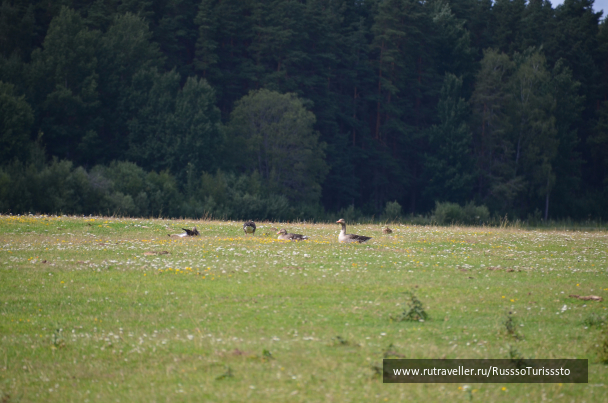 photo 1524509