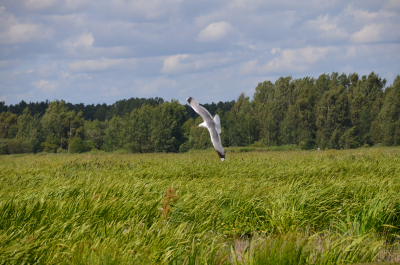 photo 1524510