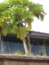 photo 1212312