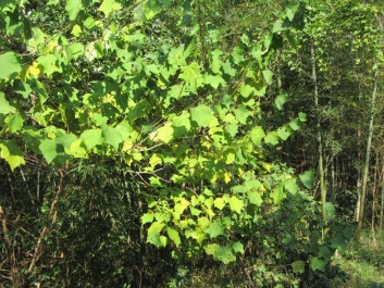 photo 1409678