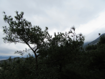 photo 1411306
