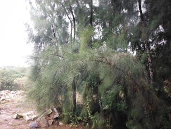 photo 1434811