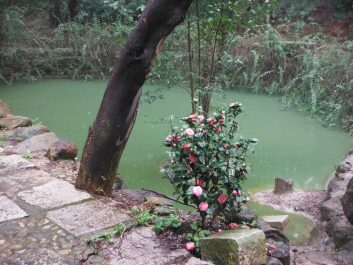 photo 1445741