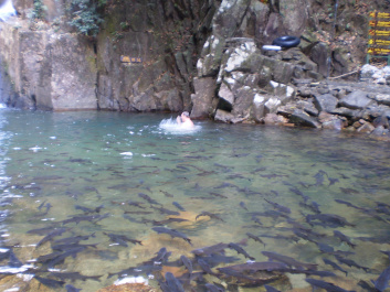 photo 282786