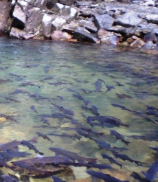 photo 467639