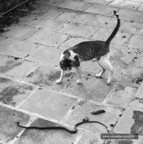 photo 1828239
